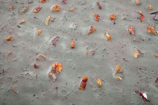 Fotografie ukazují, jak řeka Ganga vyplavila těla obětí covidu-19 - Seznam Zprávy