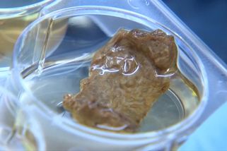 Video: Laboratorní maso z pivního odpadu? Bude se lépe žvýkat - Seznam Zprávy