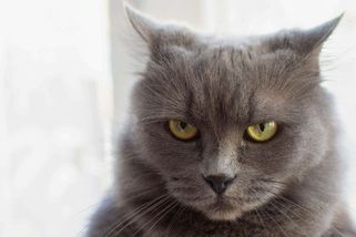 Kočku dala do tašky a mlátila do ní. Za brutální týrání hrozí ženě ze Strakonicka až šest let - Novinky