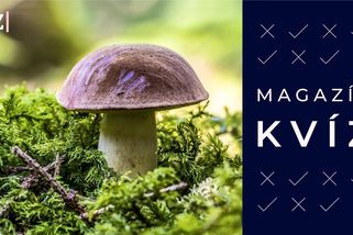 Kvíz: Jste král lesa, nebo sběrač babek? Otestujte si své houbařské znalosti - Seznam Zprávy