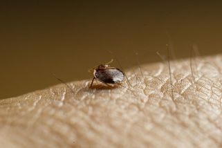 Jak v hotelovém pokoji odhalit štěnice? Stačí aktivně vydechovat na postel - Novinky