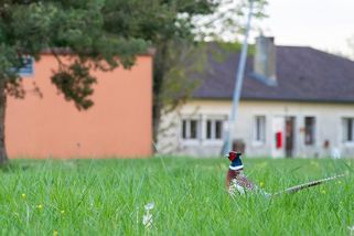 Zbavte se agresivního bažanta bez pokuty. Myslivec prozradil trik, který skutečně funguje
