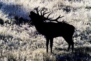Muž na Tachovsku upytlačil dvanácteráka - Novinky