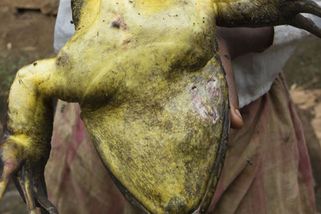 VIDEO: Největší žába světa je velká jako lidské dítě. Podívejte se na její obří skok