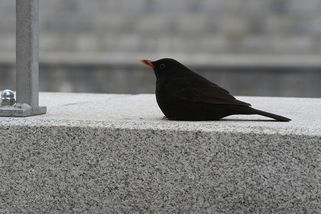 Ještě přituhne, varovali meteorologové - Novinky