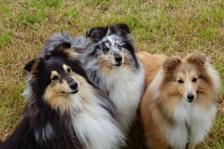 Šeltie: inteligentní a citlivý shetlandský ovčák