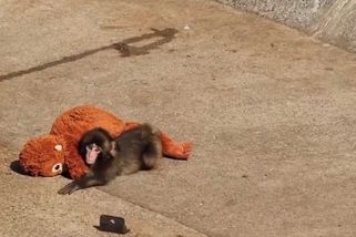 Matkou opuštěný makak miluje plyšovou opici. Záběry z japonské zoo dojímají celý svět - Novinky