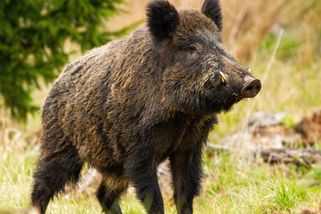 Policejní snajpři na lovu divočáků: Speciální zaměřovače, tlumiče i vrtulník - Seznam Zprávy