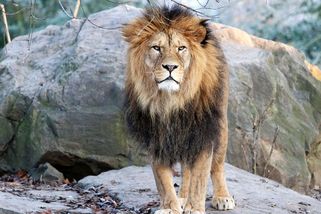 Král je mrtev. V plzeňské zoo museli utratit Matese, vzácného lva berberského - Novinky