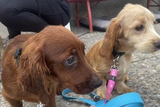 Opuštěná štěňátka se nehnula od nákupních tašek, v nichž je někdo táhl k silnici