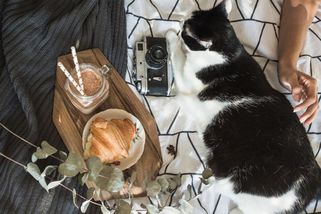 Když jen káva nestačí, tak přijde na řadu kočka - Médium.cz