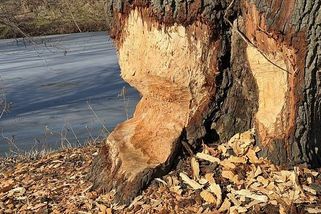 Lhotka u Ostravy pod útokem bobra. Staré duby mizí, obec zkusí fintu