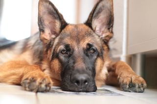 Seriálový komisař Rex děsil svého lidského kolegu. Nadaný psí herec Reginald naštěkal i píseň na CD - Médium.cz