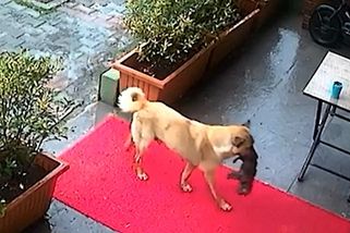 Fenka přinesla své podchlazené mládě k veterinářům - Novinky