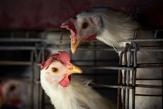 Supermarkety navzdory slibům prodávají klecová vejce dál, na trhu není dost alternativ - Novinky