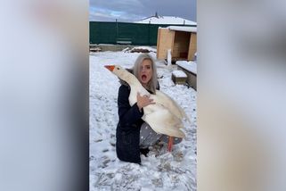 Když se z husy vyklube houser. Vtipné video z Českobudějovicka baví internet - Novinky