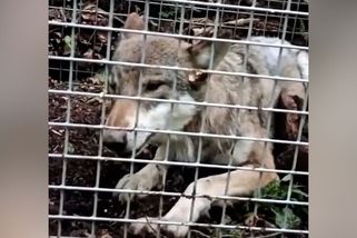 Na Šumavě uhynula odchycená vlčice - Novinky