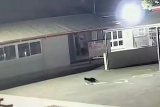 Ve škole se přes rok ztrácelo oblečení. Kamera zachytila v akci černého kocoura - Novinky