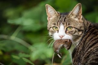 Proč kočky nosí domů mrtvé myši a ptáky? Není to dárek! Co tím kočka skutečně myslí a jak se chovat