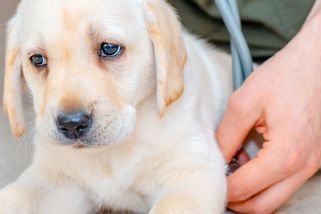 Ukrajinský veterinář žádal o trvalý pobyt. Nakonec raději odjel ze země - Seznam Zprávy