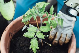 Kvasnice, popel či bobkový list:Sazenice rajčat vám poděkují