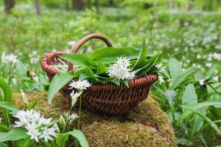 Kam na medvědí česnek: Přesná místa a praktické tipy. Jak ho rozeznáte od jedovatých rostlin?