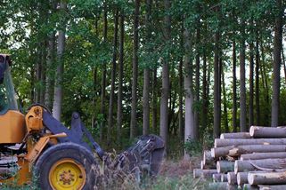 Konec ropy, nástup dřeva? Evropská komise přichází s další představou. Se strategií bioekonomiky, zalesnit EU - Echo24.cz