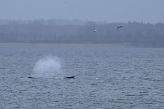 Velryba uvízlá na severu Německa zřejmě uhyne - Novinky