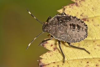 Konec sezony se nepovedl. Chorvatsko zaplavily páchnoucí ploštice - Novinky