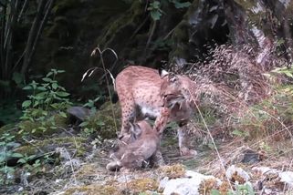 Výjimečné záběry. Fotopast zachytila rysí mláďata v jižních Čechách - Novinky