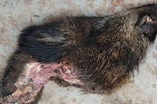 Poradci pražské političky přistála u domu uříznutá kančí hlava. Mafiánský vzkaz řeší policie - Novinky