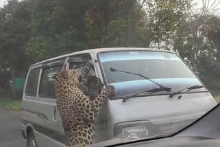 Exotičtí mistři volantu měří síly se slonem, nosorožcem i levhartem | Mistři volantu