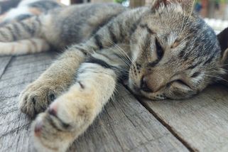 Před dětmi zakroutil koťátku krkem, čeká ho soud - Novinky