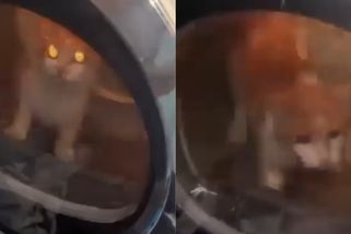 Sr*l nás, aspoň ušetříme granule: Mladíci v Litoměřicích týrali kočku v sušičce, video rozesílali spolužačkám