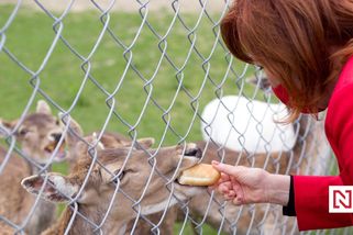 Schillerová se chlubí fotkou, jak krmí daňky bagetou. „Zrůdnost, pečivo zvířatům škodí,“ říká expert