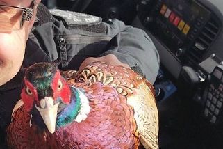 V Budějovicích chytali devět morčat, v Týně veverky, ve Svinech i býka