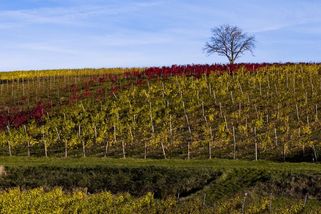 Glosa: Posvátné víno je zpět, Schillerová chce místo daně úlevu - Seznam Zprávy
