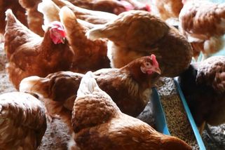 Slepice v podestýlkovém chovu trpí, pořád musejí bojovat, tvrdí šéf svazu zemědělců