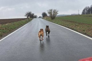 Esemeskou upozornili na dvojici psů na útěku. Dávili kachny a napadli kobylku