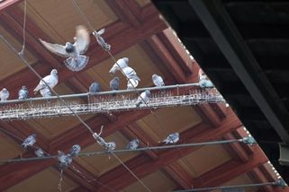 prahain.cz/zivot-ve-meste/obyvatele-brevnova-trapi-zena-krmici-holuby-podle-radnice-je-soucasti-projektu-26437.html