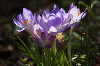 koktejl | Lidé si pletou šafrán, ocún a krokus: Ujasněme si jednou pro vždy, jak to je