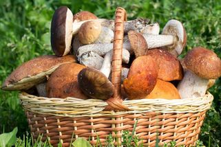 KVÍZ: Dokažte, že jsme národ houbařů aneb Velký houbařský kvíz - Novinky