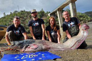 Čeští vědci pomáhají Portugalcům s přemnožením sumců velkých v jezerech a nádržích - Novinky