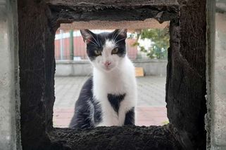 Varšava shání dobrovolné pečovatele o volně žijící kočky. Pomáhají s potkany