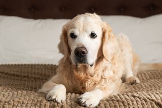 Nevhodné podmínky, podezření na týrání. Veterináři odebírají na Brněnsku 145 psů - Novinky