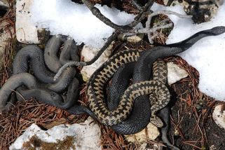 Černá zmije je jedovatý had žijící v českých horách. Řada lidí ho přitom vůbec nezná - Médium.cz