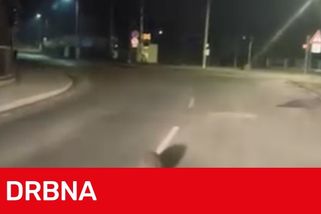 Bobr vyrazil do ulic, lidé ho v Broumově naháněli zpět do řeky