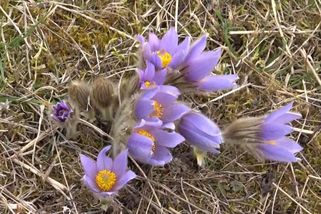 Jarní zázrak na Valašsku: Louky zaplavily tisíce vzácných šafránů, za utržení hrozí pokuta