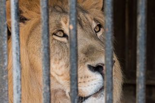 Bylo nutné lva zastřelit? Ochránci chtějí po GIBS, aby zásah prošetřila - Seznam Zprávy