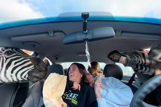 Video kvičících turistek na safari v obležení hladových zeber baví - Novinky